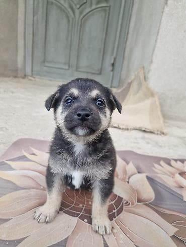 bala it: Zvonok — 1