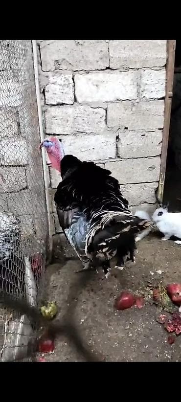 Digər heyvanlar: Erkək, Damazlıq — 5