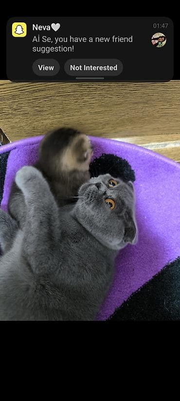 it heyvan: Şotland — 4