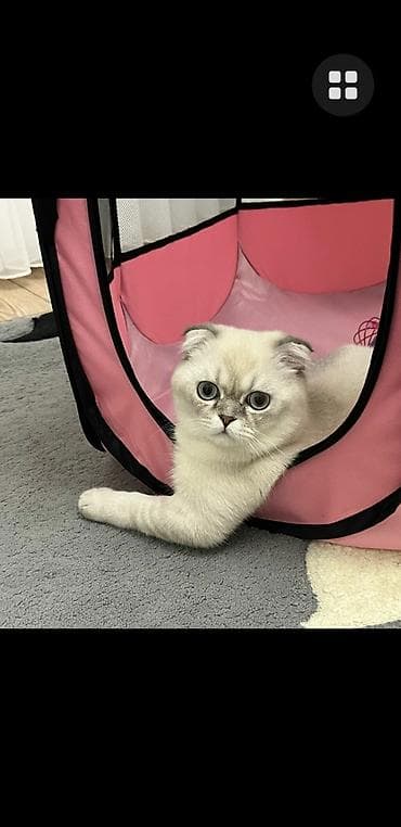 Şotland yastı qulaq, Erkək, Yaxşı əllərə, Pulsuz çatdırılma