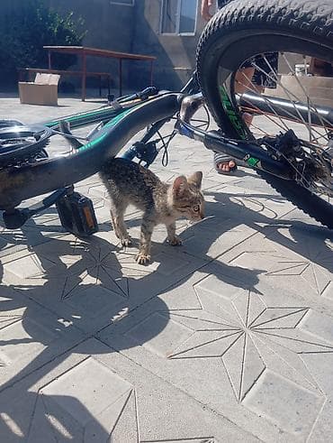Şəhər velosipedi – 26” təkərli - Çərçivə: yüngül metaldan, qara-yaşıl