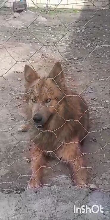 it satisi: Doq, 1 il, Erkek, Peyvəndli, Ünvandan götürmə — 3