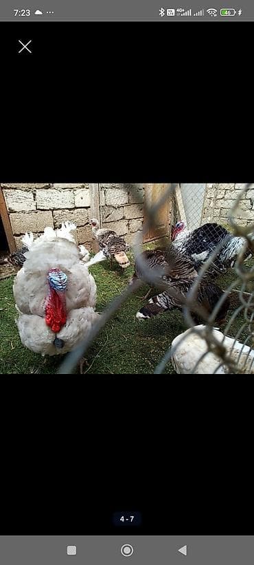 gilezi yumurta: Hinduşka yumurtası hind quşu Mayalı hinduşka yumurtası Bilgəh - — 7