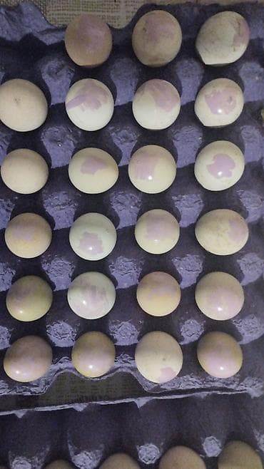 quru süd: Təzə təsərrüfat yumurtaları - Növ: toyuq yumurtası - Qablaşdırma — 1
