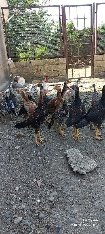 Təmiz qan 2 aylıq tam sağlam daş pipik,badam pipik heyratılar.Unvan — 5