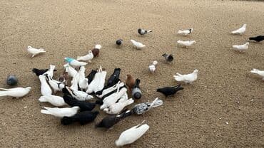 ucuz goyərcin: Müxtəlif rəngli göyərçinlər – dekorativ və uçuş üçün - Rəng çeşidi — 3