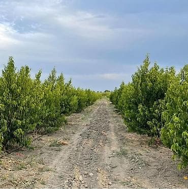 bakı tekstil fabriki: 44 sot, Kənd təsərrüfatı, Mülkiyyətçi, Kupça (Çıxarış) — 6