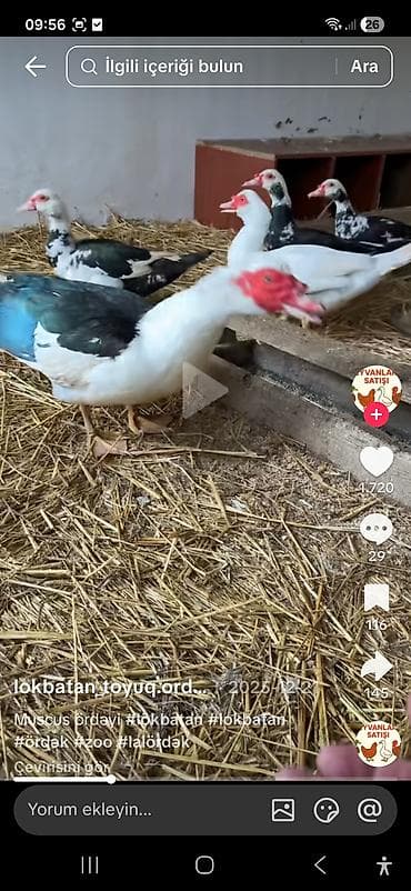 Muscovy (ləl) ördəkləri və balaları 20günlük - Cins: Muscovy/ləl