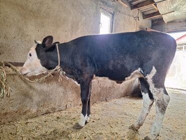 cins inekler azerbaycanda: Təmiz cins danadı dişidi — 1