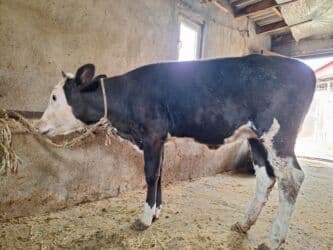 Təmiz cins danadı dişdi