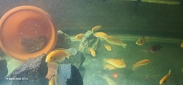 Pişiklər: Cixlid balığı, Yırtıcı, Pulsuz çatdırılma — 2