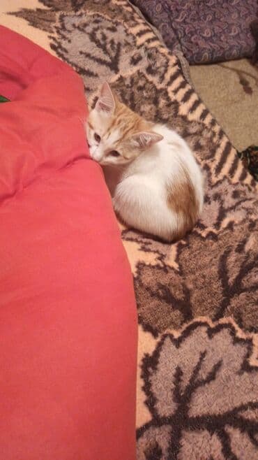 böyüməyən pişik: Dişi, Yaxşı əllərə — 2