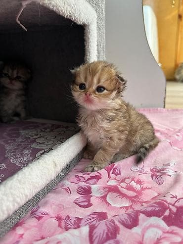 pişik dişi: Britan, Dişi — 6