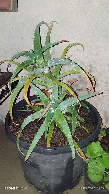 Aloe vera (sukkulent) – iri dibçəkdə, çoxgövdəli bitki - Növ: Aloe lalafo.az -da Aloe vera (sukkulent) – iri dibçəkdə, çoxgövdəli bitki - Növ: Aloe