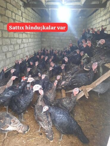 Gəmiricilər: Satış üçün hinduşkalar - Növ: Hinduşka (qarışıq sürü) - Say: Kütləvi — 1