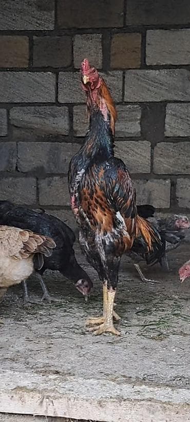 kend toyuqlari satisi: Salam oh wamo satilir temiz oh wamodu 1yaw 2 ayligdi temi ve saglam — 2