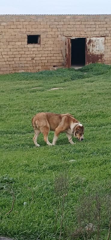 coban iti haqqinda melumat: Qurdbasar, 2 il, Dişi — 4
