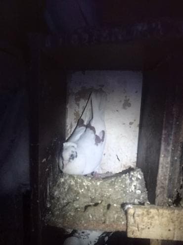 erkək danalar: Qənbərbaş qəvvas göyərçin cütü,balalarida özləri kimi erkək kəkilli — 3