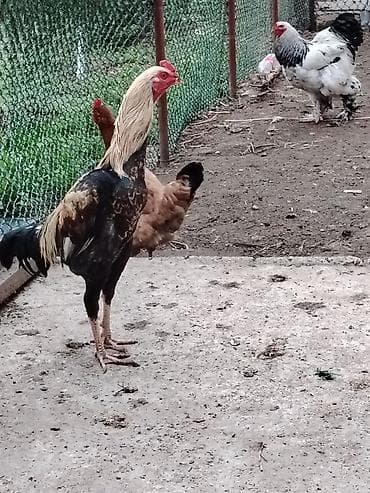 qartal ve xoruz: Xoruz, Brama, il: >5 Ünvandan götürmə — 3