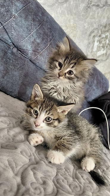 pişik itib: Yaxşı əllərə — 3