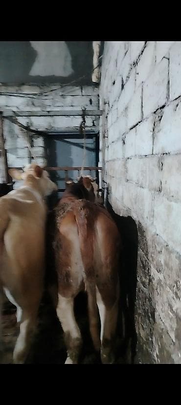 Inəklər, öküzlər: Salam aleykum 2 side cavan düyedi maşallah olsun super düyelerdi 2 — 3