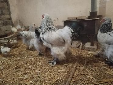 arpa satisi: Toyuq, Brama, Yumurtalıq — 5