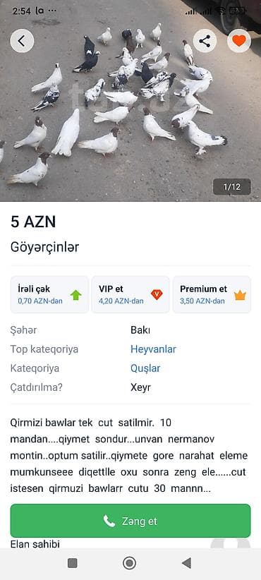 it satişi: Məhsul: Göyərçinlər Təsvir: - Rənglər: ağ, qara, qəhvəyi və alaca — 1