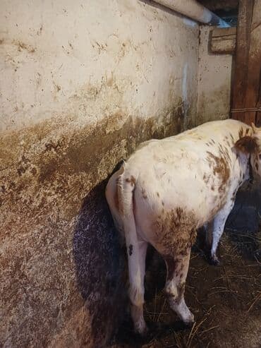 simental erkek dana: Dana ətlik 2 denedi ikisde kökdi — 2