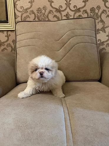 bala it sekilleri: Pekines, 2 ay, Peyvəndli, Ünvandan götürmə, Pulsuz çatdırılma, Ödənişli çatdırılma — 7