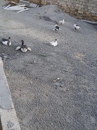 bala pisik sekilleri: Qazlar satılır – Yerli qaz qarışıq rəngli (ağ, boz-qara ləkəli) yerli — 3