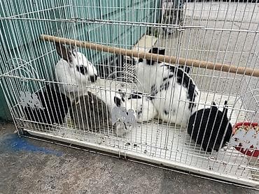 van pisiyi satilir: Dovşan ailesi satılır 5 bala 1ana 1ata hamısı bir yerde 50 manat son — 2