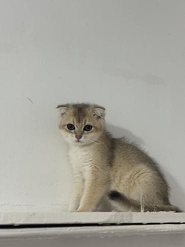 Şotland, Erkək, Yaxşı əllərə, Ünvandan götürmə lalafo.az -da Şotland, Erkək, Yaxşı əllərə, Ünvandan götürmə