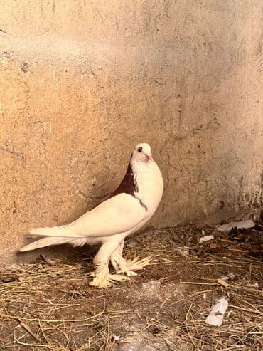 ucuz goyərcinlər: Məhsul: Qanadlı ev heyvanı – saqqallı, lələkləri ayaqlı bəzəkli — 1