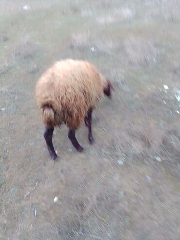 где купить собаку в баку: Dişi Quzu satılır istəyən olsa yazsın video sun atım baxın real — 2