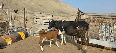 mal qoyun: Dişi, il: 5, Südlük, Ünvandan götürmə — 3