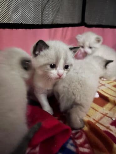 pişik üçün daraq: Ragdoll tipli balaca pişiklər - Rəng: açıq krem/bej bədən, qulaqlar — 1