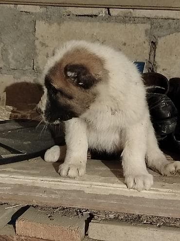 С/х животные и товары: Гурдбасар, 1 месяц, Самец, Платная доставка — 5