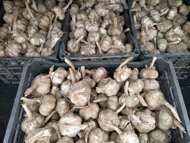 Məhsul: Təbii sarımsaq başları - Qutularla yığılmış, bütöv baş