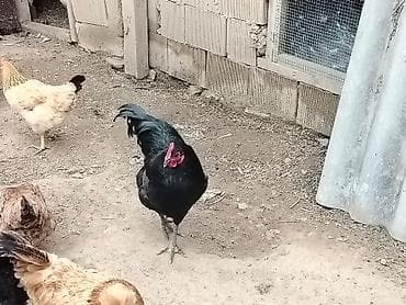 sort toyuqlar: Toyuq, Yumurtalıq — 4