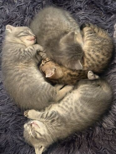 Gəmiricilər: Yaxşı əllərə — 4