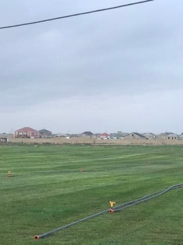 qazon sifarişi: Rulon qazon – peşəkar şəkildə becərilmiş, sıx və vahid yaşıl örtük — 2