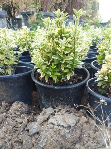 helba bitkisi faydaları: Həmişə yaşıl — 4