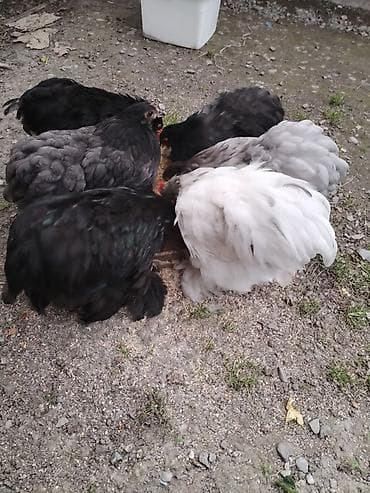 pişikler ucuz: Salam Koxinlər Satiliram Cütü 55 azn Cox Super Quşlardir Təmiz qan — 2