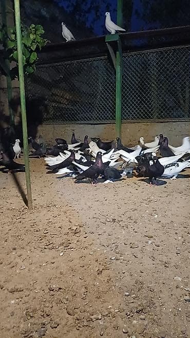 quş xana: Məhsul: Qabarlı ayaqlı dekorativ göyərçinlər (qarışıq rənglər) — 7