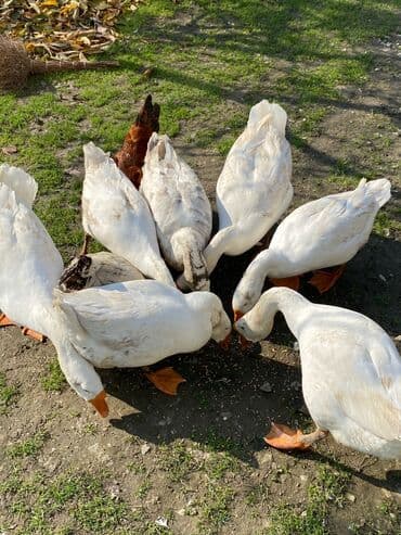 Qaz sürüsü – ağ rəngli, narıncı dimdik və pəncəli, sərbəst otlaqda