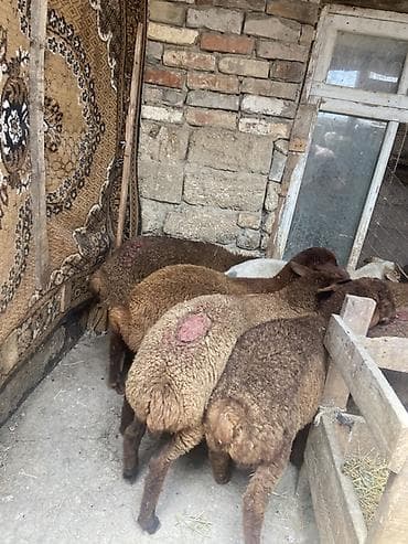 lalafo quzu: Qoyun balaları – yerli cins, qəhvəyi-yumşaq yunlu - Növ: qoyun (quzu) — 3