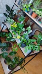 guller ve adlari: Yeni, Gül rəfi — 6