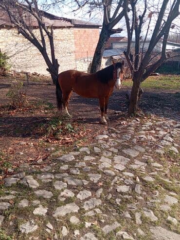 çin bildirçini: Cins: Qarabağ təmiz atdı sağlamdır super qacaragi.ilxi qorumağna söz — 2