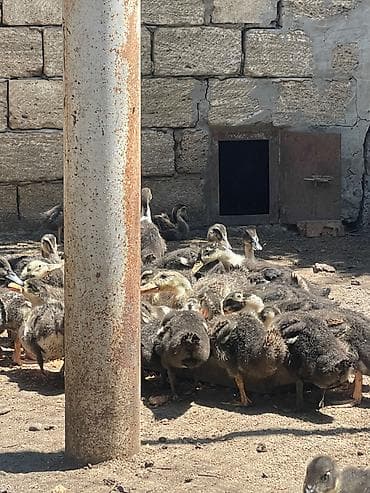 eşəy satışı: Yerli ördek 1 aylıqdırlar Hamısı satılır 750 — 1