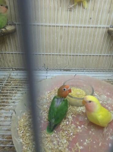 кольчатый попугай цена: Tutuquşu popuqay fişer . Fişer 40 AZN biri . Sarılar 35 biri — 7